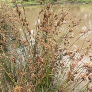 Juncus sarophorus at Brindabella National Park - 14 Feb 2024 12:39 PM