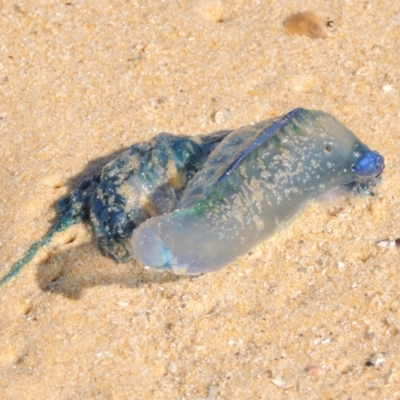 Physalia sp. (genus) (Bluebottle) at Mirador, NSW - 10 Oct 2023 by MichaelBedingfield