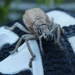 Leptopius robustus (Fruit tree root weevil) at QPRC LGA - 12 Feb 2024 by arjay