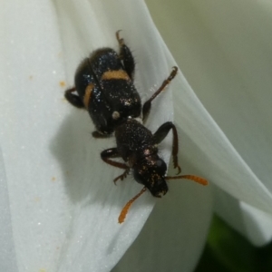 Eleale pulchra at QPRC LGA - suppressed