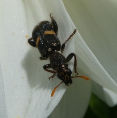 Eleale pulchra (Clerid beetle) at QPRC LGA - 7 Jan 2024 by arjay