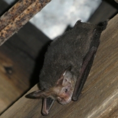 Unidentified Microbat at Charleys Forest, NSW - 12 Feb 2024 by arjay