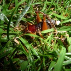 Anostostoma opacum (Giant King Cricket) at Mongarlowe River - 8 Feb 2019 by arjay