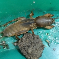 Gryllotalpa sp. (genus) (Mole Cricket) at Mongarlowe River - 26 Mar 2023 by arjay