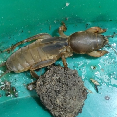 Gryllotalpa sp. (genus) (Mole Cricket) at Mongarlowe River - 26 Mar 2023 by arjay