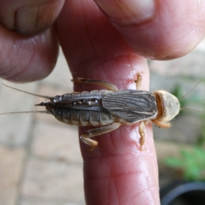 Gryllotalpa sp. (genus) (Mole Cricket) at Charleys Forest, NSW - 11 Feb 2024 by arjay