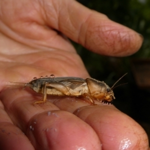 Gryllotalpa sp. (genus) at QPRC LGA - 12 Feb 2024