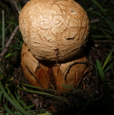 Amanita ochrophylla group at Charleys Forest, NSW - 11 Feb 2024 by arjay