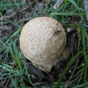 Amanita ochrophylla group at Mongarlowe River - 11 Feb 2024