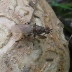 Tapeigaster nigricornis (Striped Sun Fly) at Charleys Forest, NSW - 11 Feb 2024 by arjay