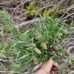 Billardiera scandens (Hairy Apple Berry) at Uriarra Village, ACT - 16 Feb 2024 by Jackserbatoioactgov