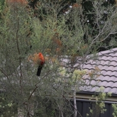 Alisterus scapularis (Australian King-Parrot) at Lyons, ACT - 15 Feb 2024 by ran452