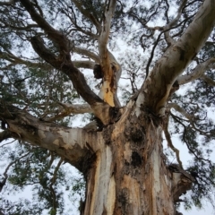 Eucalyptus polyanthemos subsp. polyanthemos (Red Box) at Cook, ACT - 16 Feb 2024 by Steve818
