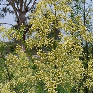 Cassinia quinquefaria at Mount Painter - 16 Feb 2024