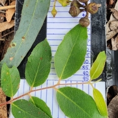 Eucalyptus macrorhyncha subsp. macrorhyncha (Red Stringybark) at Bruce Ridge to Gossan Hill - 16 Feb 2024 by Steve818