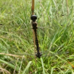 Hemicordulia australiae (Australian Emerald) at Mongarlowe River - 7 Feb 2024 by arjay