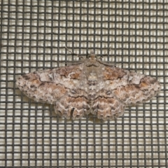 Cleora (genus) (A Looper Moth) at QPRC LGA - 10 Feb 2024 by arjay