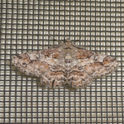 Cleora (genus) (A Looper Moth) at Charleys Forest, NSW - 10 Feb 2024 by arjay