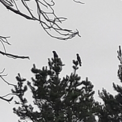 Zanda funerea (Yellow-tailed Black-Cockatoo) at Richardson, ACT - 15 Feb 2024 by MB