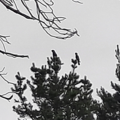 Zanda funerea (Yellow-tailed Black-Cockatoo) at Richardson, ACT - 16 Feb 2024 by MB