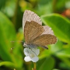 Zizina otis (Common Grass-Blue) at Kingston, ACT - 16 Feb 2024 by MatthewFrawley