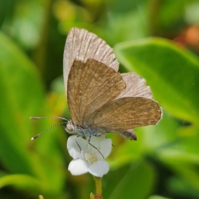 Zizina otis (Common Grass-Blue) at Kingston, ACT - 16 Feb 2024 by MatthewFrawley