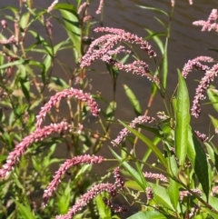 Persicaria lapathifolia (Pale Knotweed) at Numeralla, NSW - 11 Feb 2024 by JaneR