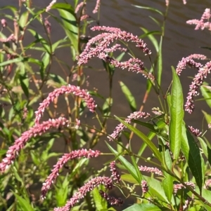 Persicaria lapathifolia at Numeralla, NSW - 11 Feb 2024