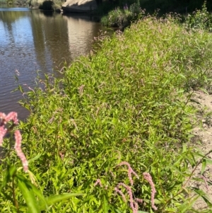 Persicaria lapathifolia at Numeralla, NSW - 11 Feb 2024