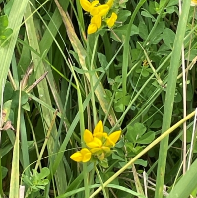 Lotus corniculatus (Birds-Foot Trefoil) at Jingera, NSW - 7 Feb 2024 by JaneR