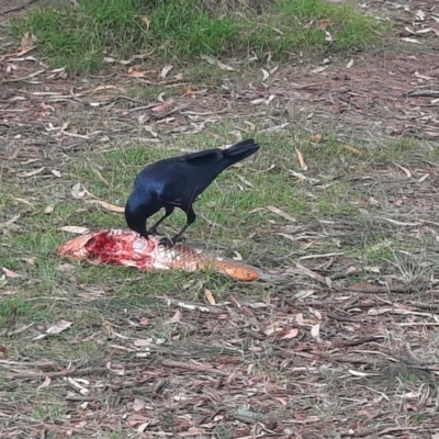 Corvus coronoides (Australian Raven) at Bonython, ACT - 16 Feb 2024 by MB