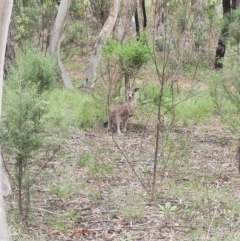 Macropus giganteus (Eastern Grey Kangaroo) at Bonython, ACT - 16 Feb 2024 by MB