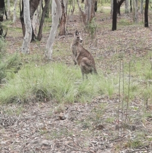 Macropus giganteus at Stranger Pond - 16 Feb 2024