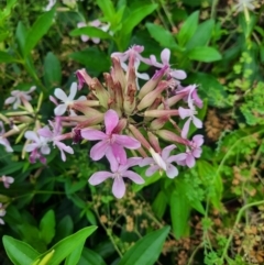 Saponaria officinalis (Soapwort, Bouncing Bet) at Bonython, ACT - 16 Feb 2024 by MB