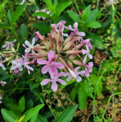 Saponaria officinalis (Soapwort, Bouncing Bet) at Pine Island to Point Hut - 16 Feb 2024 by MB