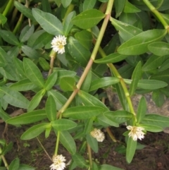 Alternanthera philoxeroides (Alligator Weed) at Melba, ACT - 16 Feb 2024 by pinnaCLE