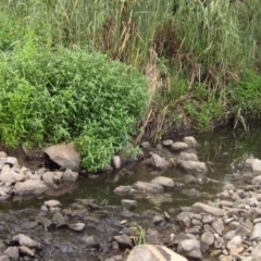 Alternanthera philoxeroides at Melba, ACT - 16 Feb 2024