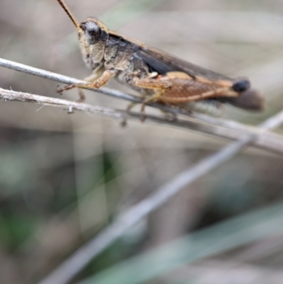 Phaulacridium vittatum (Wingless Grasshopper) at Cotter River, ACT - 15 Feb 2024 by Jek