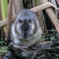 Hydromys chrysogaster (Rakali or Water Rat) at Fyshwick, ACT - 15 Feb 2024 by rawshorty