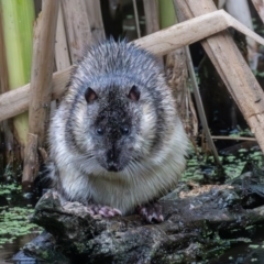 Hydromys chrysogaster (Rakali or Water Rat) at Jerrabomberra Wetlands - 16 Feb 2024 by rawshorty