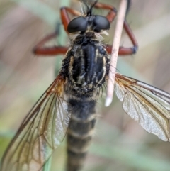 Zosteria sp. (genus) (Common brown robber fly) at Namadgi National Park - 15 Feb 2024 by Jek