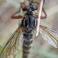 Unidentified Insect at Namadgi National Park - 15 Feb 2024 by Jek