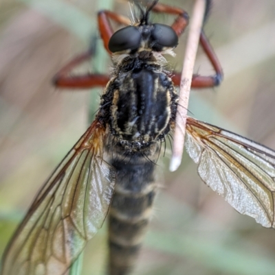 Zosteria sp. (genus) (Common brown robber fly) at Namadgi National Park - 15 Feb 2024 by Jek