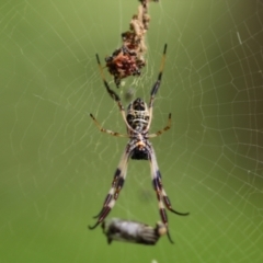 Trichonephila edulis (Golden orb weaver) at Evatt, ACT - 16 Feb 2024 by Thurstan