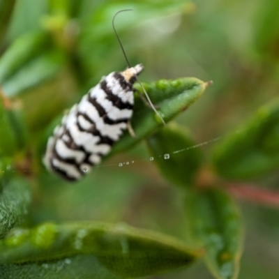 Technitis amoenana (A tortrix or leafroller moth) at Cotter River, ACT - 15 Feb 2024 by Jek