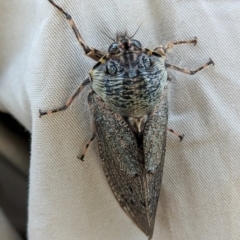 Tettigarcta crinita (Alpine Hairy Cicada) at Cotter River, ACT - 15 Feb 2024 by Jek