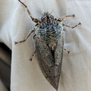 Tettigarcta crinita at Namadgi National Park - 15 Feb 2024