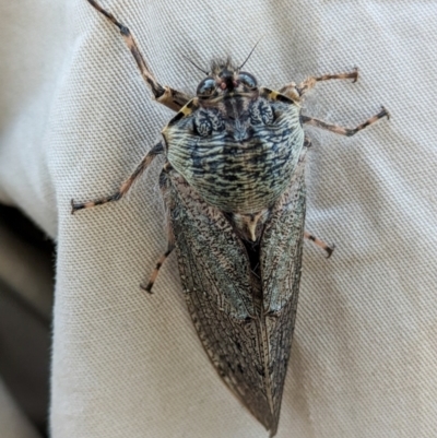 Tettigarcta crinita (Alpine Hairy Cicada) at Cotter River, ACT - 15 Feb 2024 by Jek