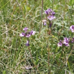 Euphrasia caudata at Namadgi National Park - 13 Feb 2024 12:03 PM