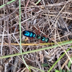 Diamma bicolor (Blue ant, Bluebottle ant) at Block 402 - 15 Feb 2024 by SteveBorkowskis